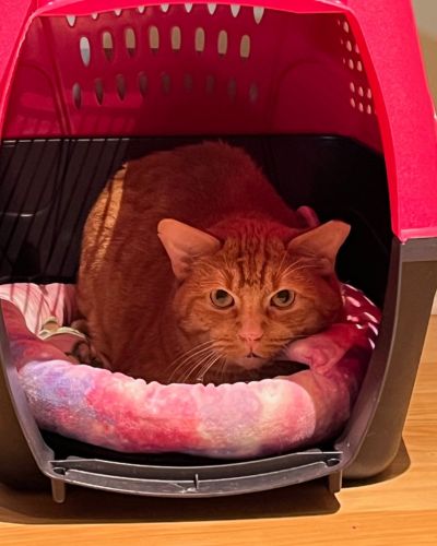 Orange cat in a crate