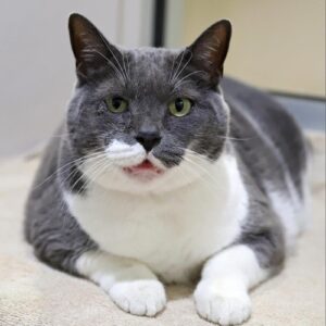 Adoptable senior pet Dolly the gray and white cat sits in kitty city awaiting adoption.