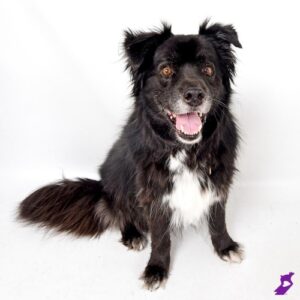 Adoptable senior pet Koa the black and white fluffy dogs poses in the studio with an open mouth smile.