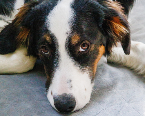 Squash, a tricolored dog, looks up at the camera following FHO surgery to repair his fractured femur head.