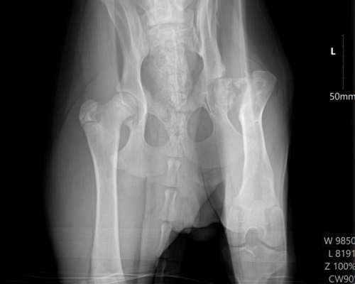 An X-Ray of a dog shows a fractured femur head.