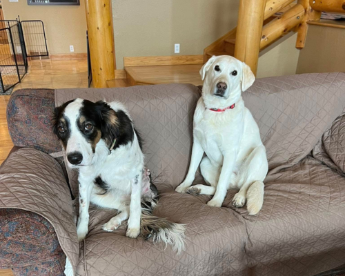 Squash, a tricolored dog, sits on the couch next to Steve, a yellow lab. Squash was adopted following the amputation of his injured leg, and was excited to meet his new brother!