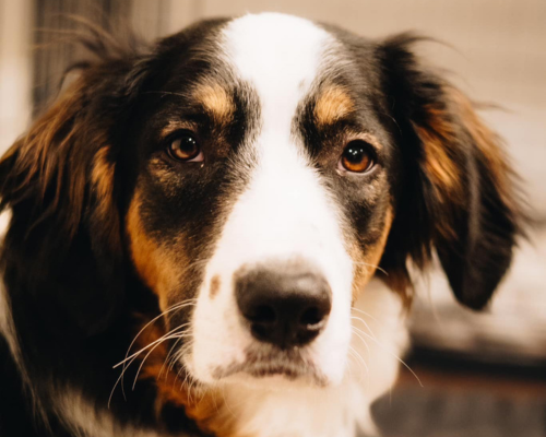 Squash, a tricolored dog, looks soulfully into the camera after undergoing an amputation of his hind left leg due to an injury.