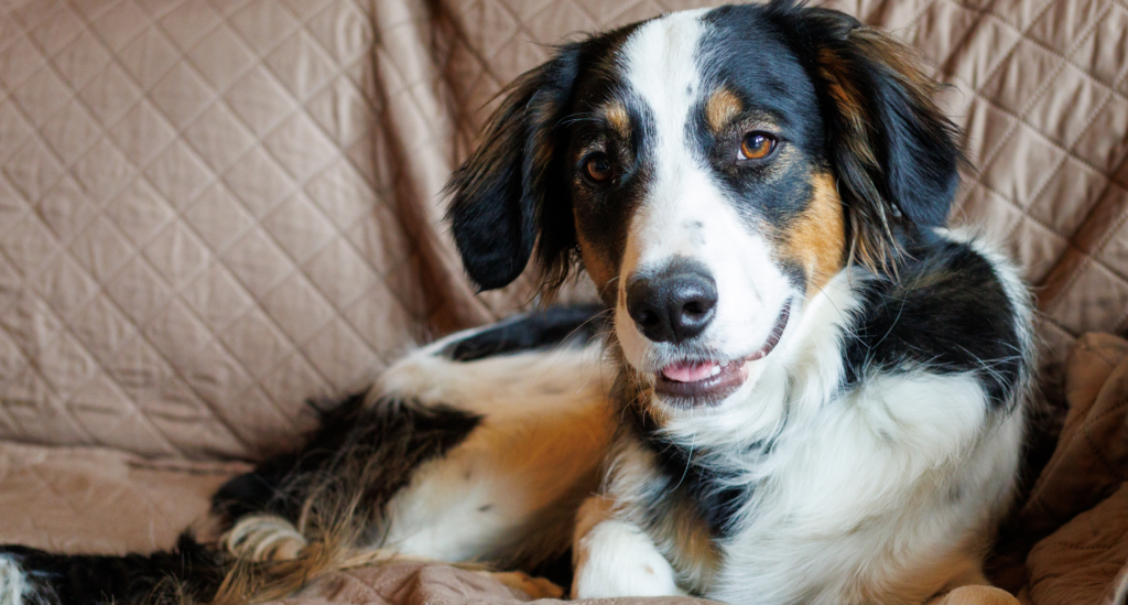 Squash, a tricolored dog undergoing treatment for a fractured femur head, relaxes on a couch following FHO surgery.