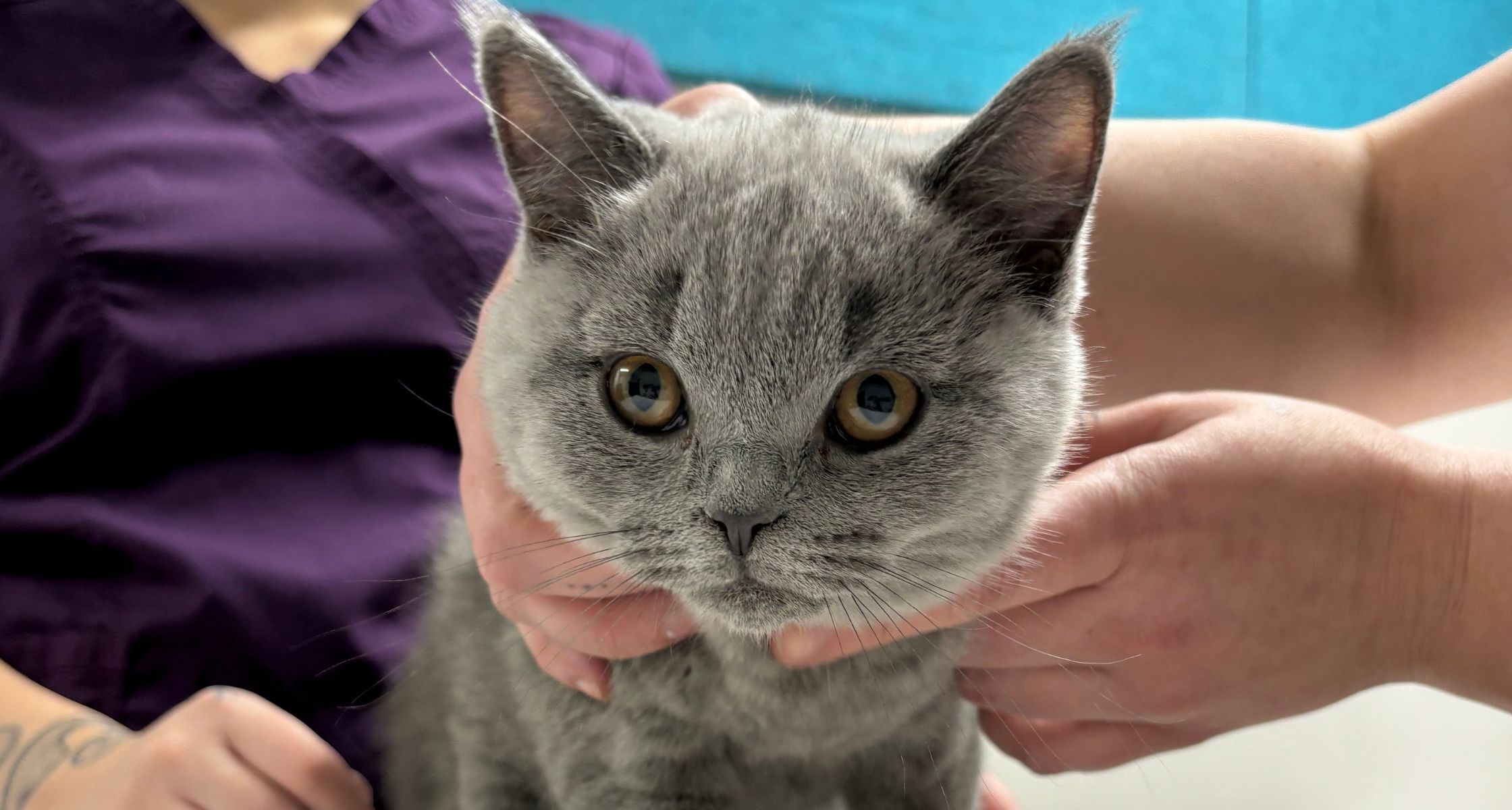 grey cat getting a vet exam