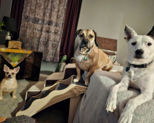 Bristol the dog and her two dog siblings at home