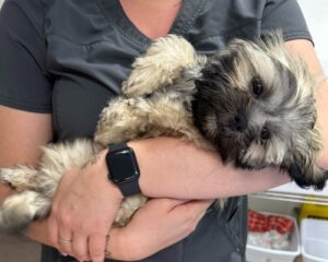 Small dog at a vet appointment