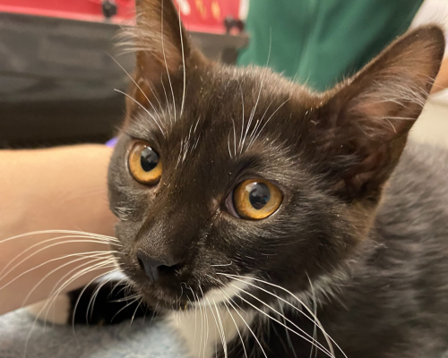 Community cat Lady looks up at the camera with her beautiful golden eyes