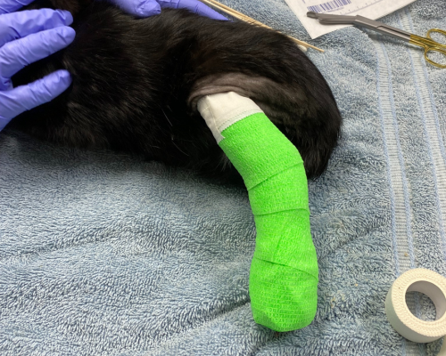 A green cast is applied to community cat Lady's injured leg