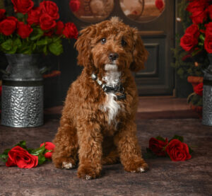 apricot poodle mix in front of a valentine's backdrop with red roses