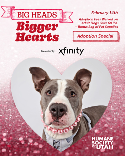 Xfinity Big Heads Bigger Hearts Adoption Special