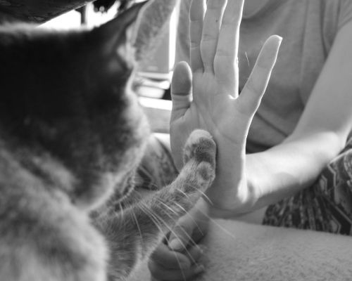 Person and cat touching hand to paw