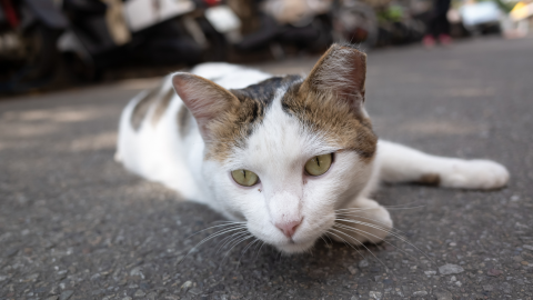 Feral Cat Trap Loan Program — C.A.R.E.™