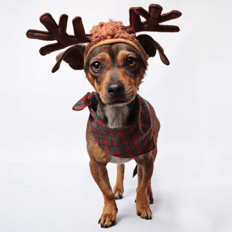 Chihuahua wearing antlers