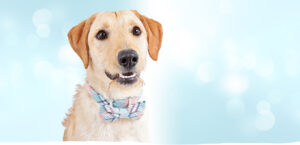 blonde dog with a happy face wearing a bowtie