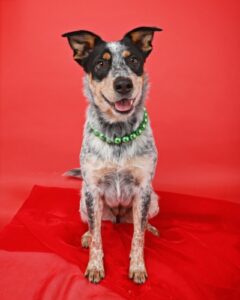 pets as gifts blog photo: Adoptable cattle dog mix Chip poses in green pearl collar on a red backdrop in a photography studio.