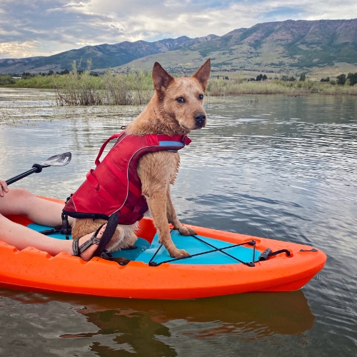 Kayaking or SUP with your dog in Utah - Humane Society of Utah