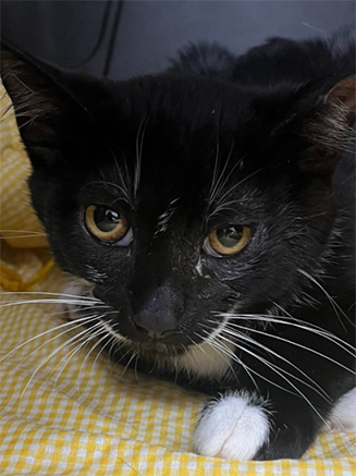 lady the tuxedo cat