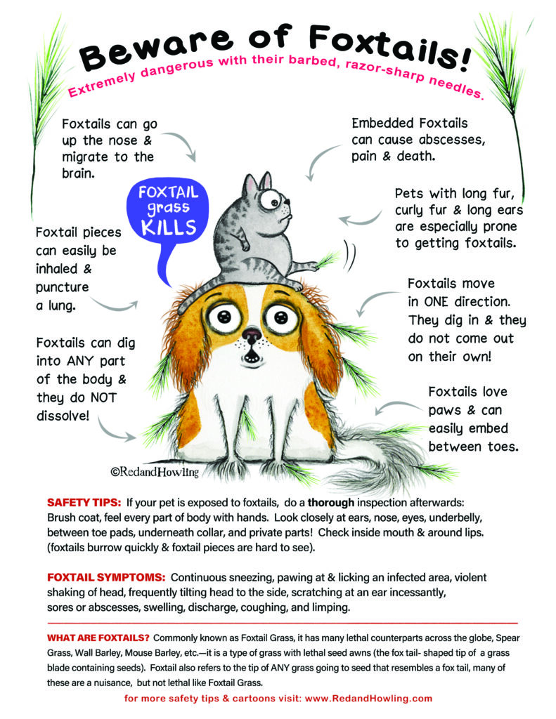 Beware of Foxtails safety tips infographics by Red and Howling.