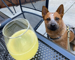 a red heeler dog on a restaurant patio in SLC